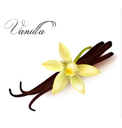Vanilla pods and flower vector image