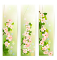 Three nature banners with blossoming tree brunch vector image
