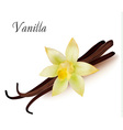 Vanilla pods and flower vector image