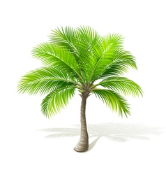 Palm tree vector image