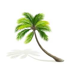 Palm tree Palm tree vector image