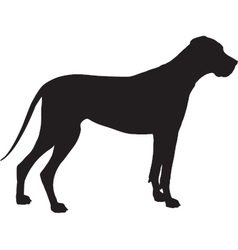 Great Dane Silhouette vector image