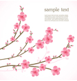Cherry blossom card vector image