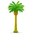 Tropical palm tree vector image