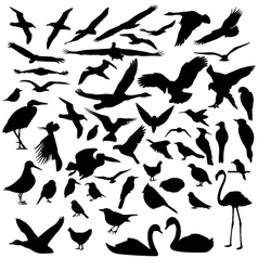 Birds silhouettes vector image
