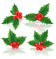 Holly berries vector image