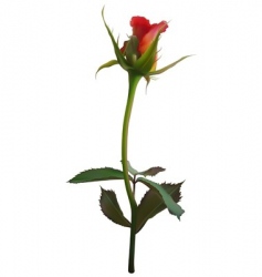 Rose flowerbed vector image