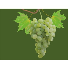 Summer autumn grapes postcard vector image