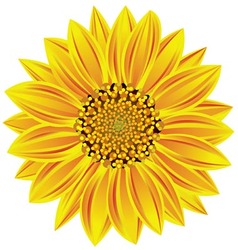 Sunflower vector image