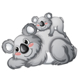 Koala vector image