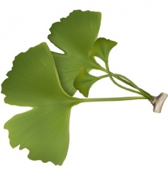 Gingko balboa vector image