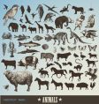 Animals vector image