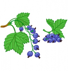 Currant vector image