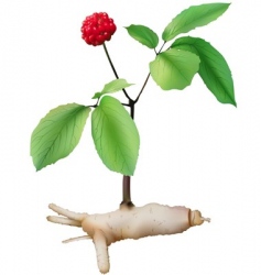 Panax ginseng vector image
