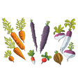 Tuber Vegetables Collection Tuber Vegetables Collection vector image
