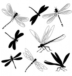 Dragonflies tattoo vector image