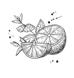Lemons and mint isolated on white Lemons and mint isolated on white vector image