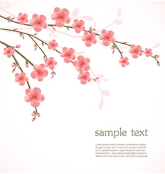 Cherry blossom card vector image