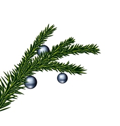 Christmas tree branch vector image