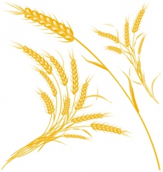 Wheat vector image