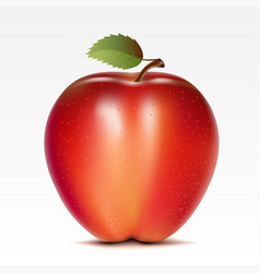 Apple vector image