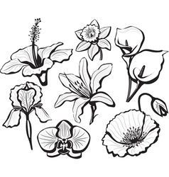 Flowers vector image