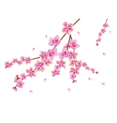 Spring all wakes up flowers sakura vector image