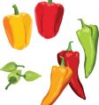 Peppers vector image