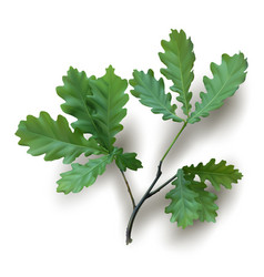 Oak tree Royalty Free Vector Image - VectorStock