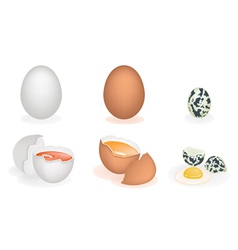 Set of Three Different Eggs vector image
