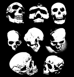 Skulls vector image