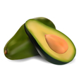 Avocado vector image