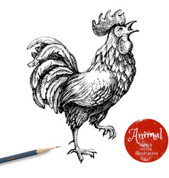 Hand drawn rooster Sketch chicken isolated on Hand drawn rooster Sketch chicken isolated on vector image