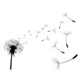Dandelion black vector image