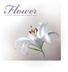 White Lilly Flower vector image