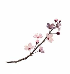 Cherry blossom vector image