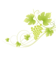 Beautiful green grape vine background vector image