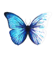Butterfly Morpho Anaxibia vector image