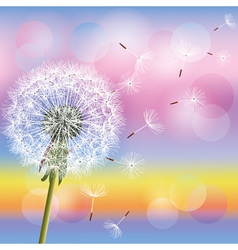 Dandelion on background of sunset vector image