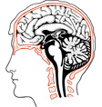 Human brain vector image
