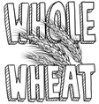 Whole wheat vector image