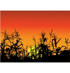 Corn silhouette background vector image