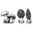 Mushrooms vector image