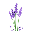 Purple Lavender Flowers on A White Background vector image