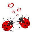 Lady bugs in love vector image