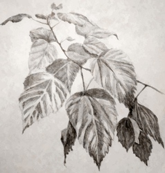 Leaves branch vector image