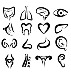 Big set of human organs vector image