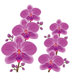 Exotic flower orchid vector image