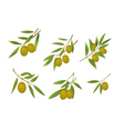 Green olives vector image