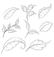 Leaves contours vector image